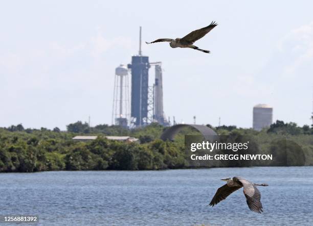 SpaceX Falcon 9 rocket awaiting to launch the Axiom Mission Two astronauts is seen past a pair of blue herons as they forage in the Turning Basin...