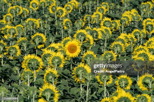 sunflowers field - monoculture stock pictures, royalty-free photos & images