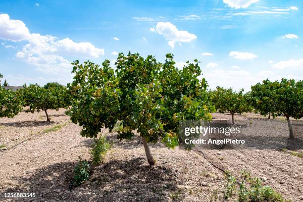 pistachio tree and fruit - pistachio stock pictures, royalty-free photos & images