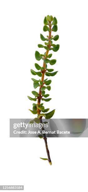 full frame, close-up of twig pebrella (thymus piperella) on a white background. - thyme sprig stock pictures, royalty-free photos & images