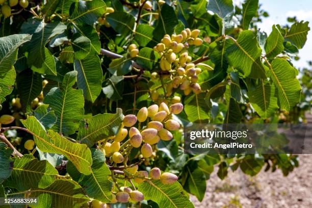 pistachio tree and fruit - pistachio tree - fotografias e filmes do acervo