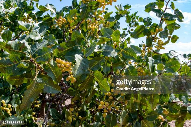 pistachio tree and fruit - pistachio tree 個照片及圖片檔