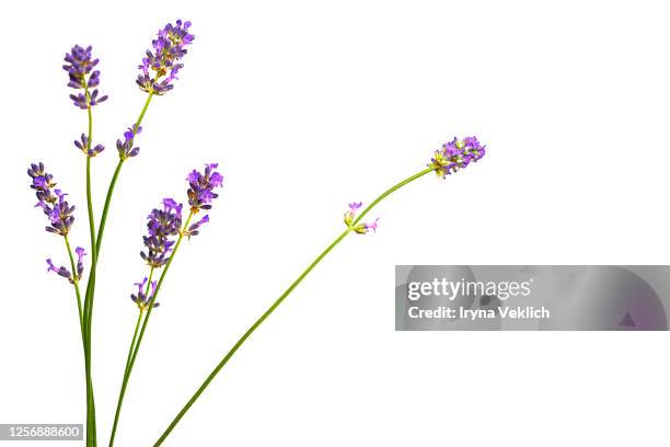 lavender flowers isolated on white background. - twig ストックフォトと画像