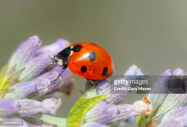 ladybird ladybug walking on flower closeup macro - joaninha imagens e fotografias de stock