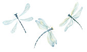 Watercolor dragonflies on a white background