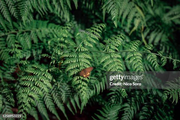 moth on a tropical plant leaf - lamington national park stock pictures, royalty-free photos & images