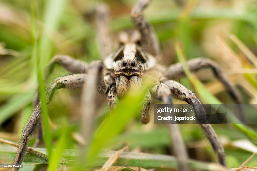 Spider Wolf (Lycosa tarantula)
