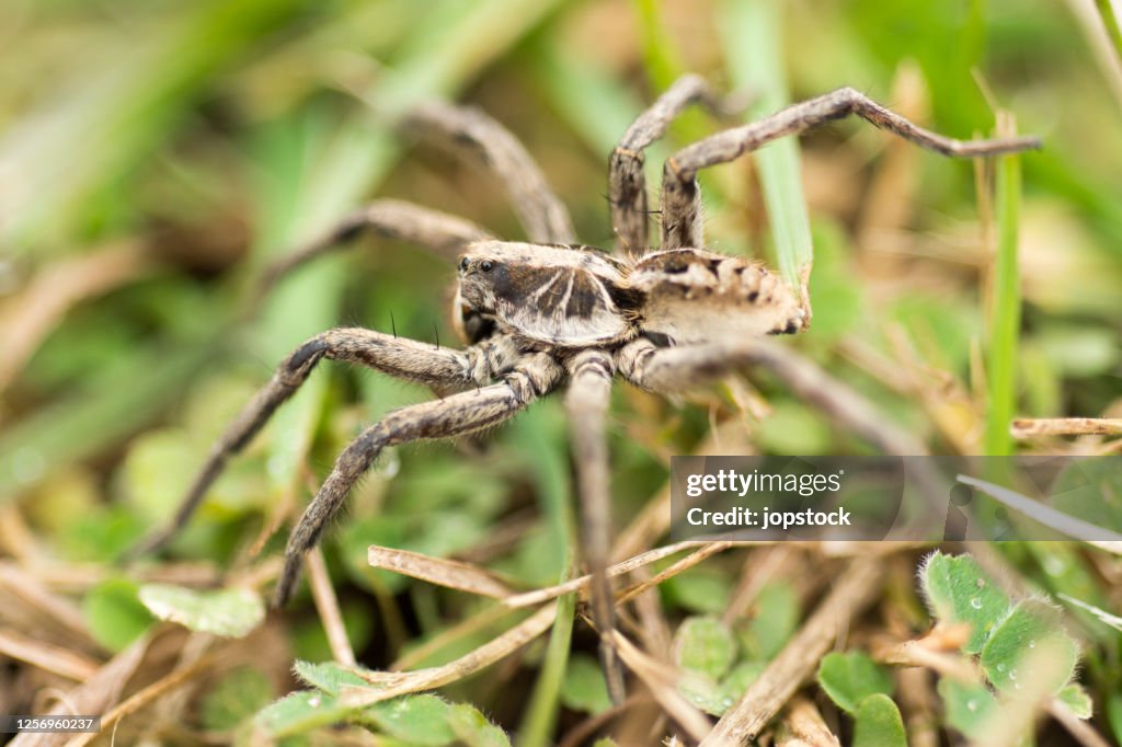Spider Wolf (Lycosa tarantula)