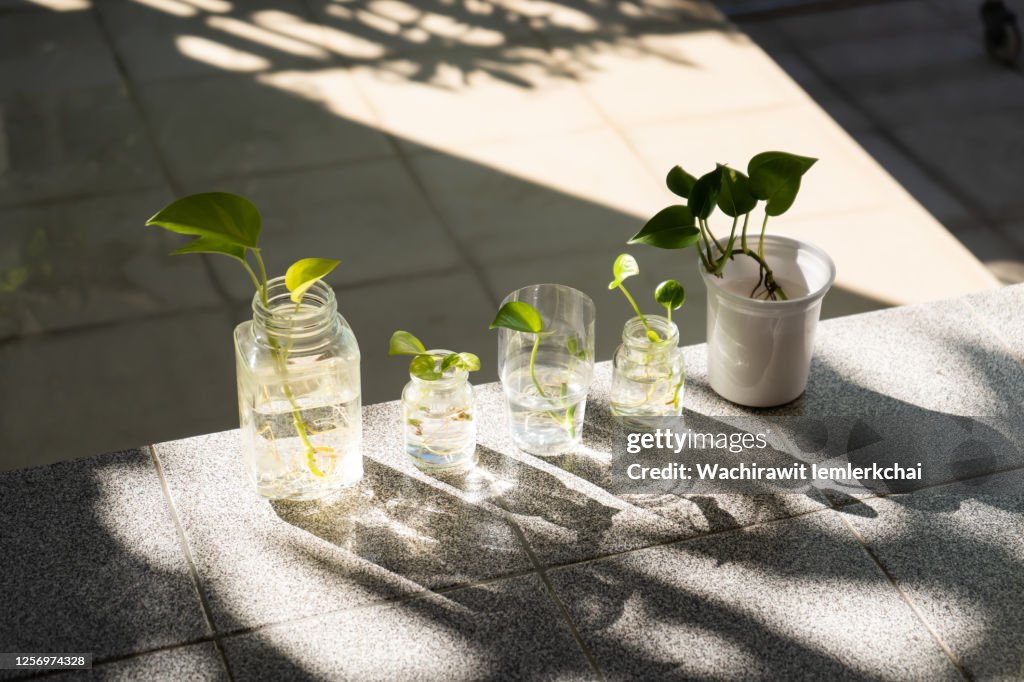 Golden Pothos in morning sunlight