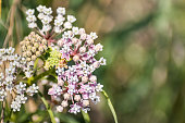 Close up of Narrow leaf milkweed (Asclepias fascicularis) blooming in summer; San Francisco bay area, California