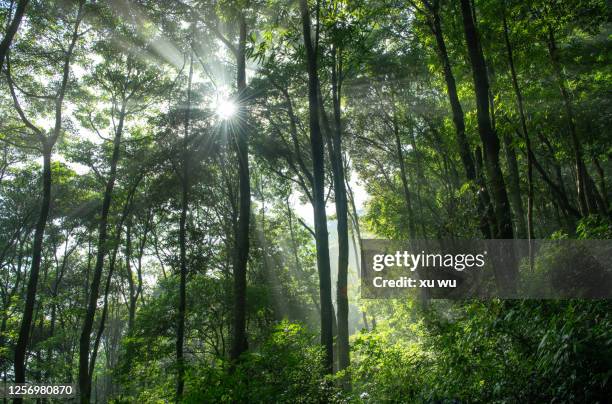 the morning sun penetrates the woods - genomborra bildbanksfoton och bilder