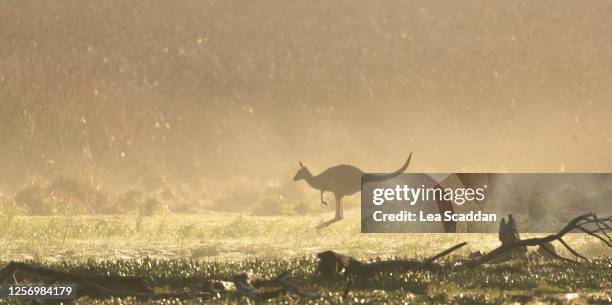 jumping roo - kangaroo jump stock pictures, royalty-free photos & images