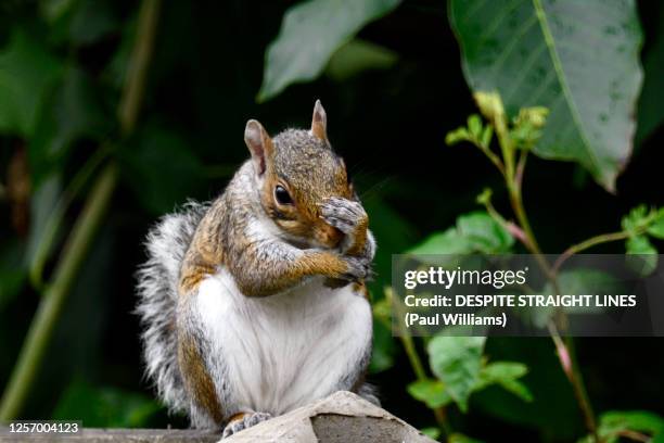 the thinker - eastern gray squirrel stock-fotos und bilder