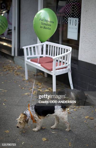Dog walks away from a Green party election rally with a balloon promising better schools for the city tied to it's collar, in Berlin on September 16,...