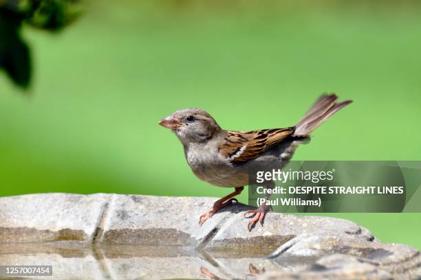 female house sparrow (passer domesticus) - gorrión común fotografías e imágenes de stock