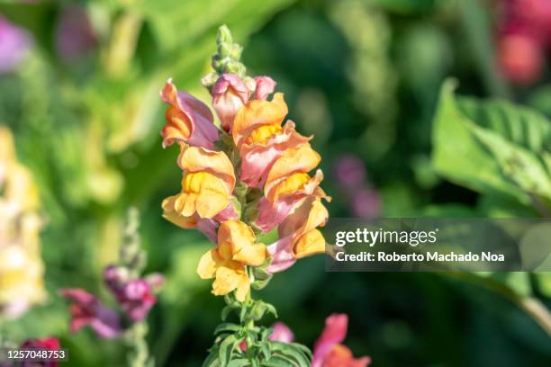 yellow antirrhinum majus dragon flower - antirrhinum majus imagens e fotografias de stock