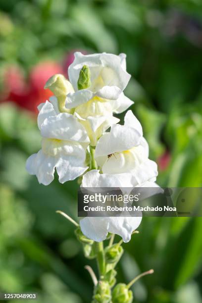 white snapdragon flower - antirrhinum majus imagens e fotografias de stock