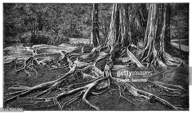 Tree Root Sketch Photos and Premium High Res Pictures - Getty Images
