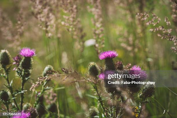 thistle - thistle stockfoto's en -beelden