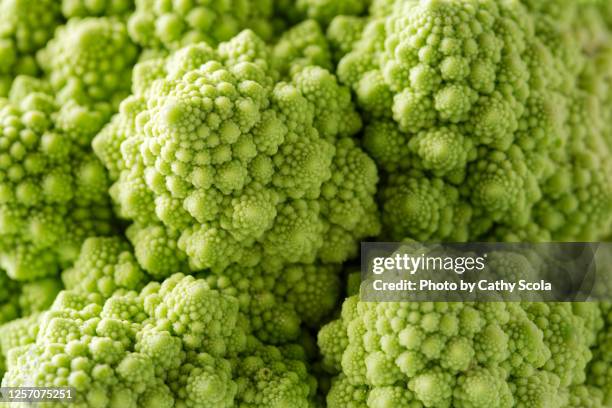 broccoli romanesco - chou romanesco stock pictures, royalty-free photos & images