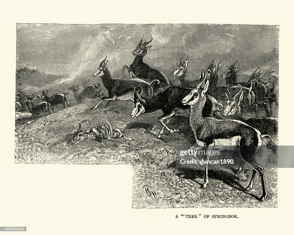 Trek of springboks (Antidorcas marsupialis), medium-sized antelope