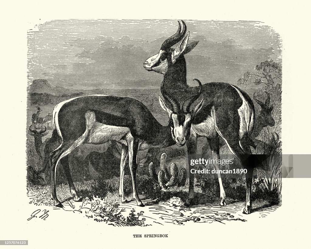 Springbok (Antidorcas marsupialis), medium-sized antelope, Southern Africa