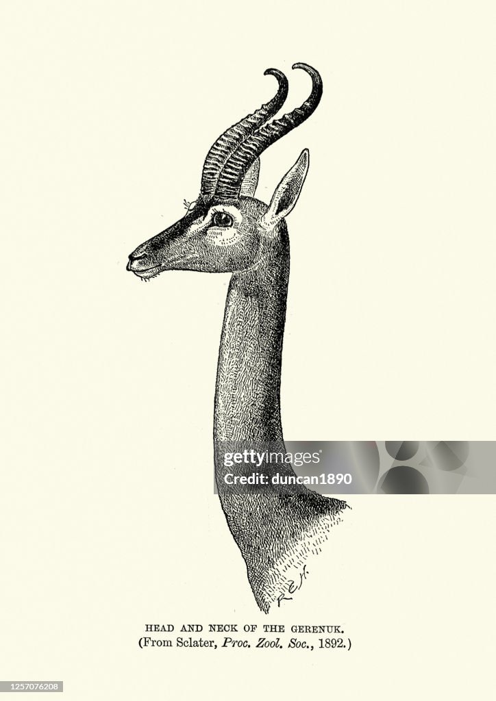 Head and neck of Gerenuk (Litocranius walleri), giraffe gazelle