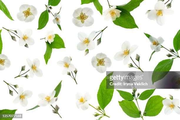 pattern made of jasmine flowers on white background, isolated. - jasmine foto e immagini stock