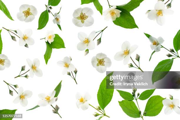 7 774点のジャスミン 花のストックフォト Getty Images 7 774点のジャスミン 花のストックフォト Getty Images
