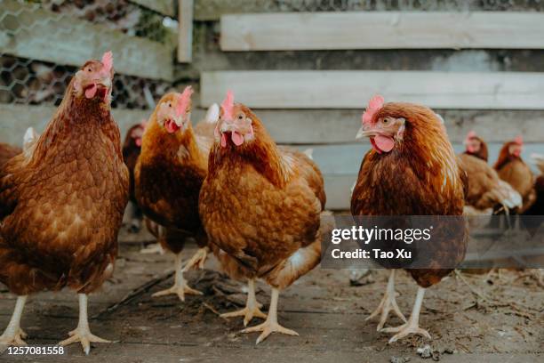 free range chicken running and feeding on a big farm in new zealand - hen stock pictures, royalty-free photos & images