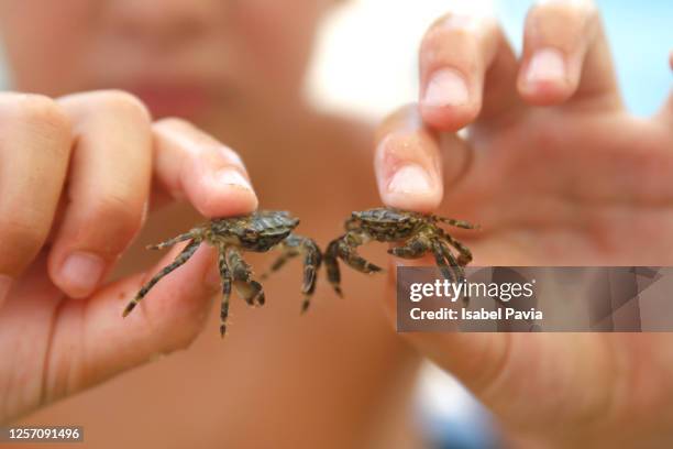 1,067 Crab Hand Stock Photos, High-Res Pictures, and Images - Getty Images