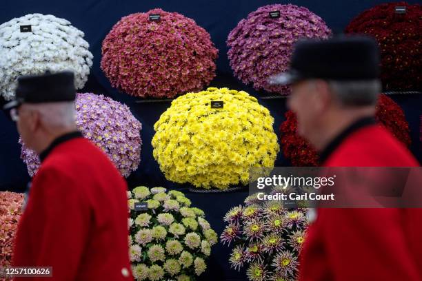 Chelsea pensioners walk past Chrysanthemums at the Chelsea Flower Show on May 22, 2023 in London, England. The Chelsea Flower Show, also known as the...