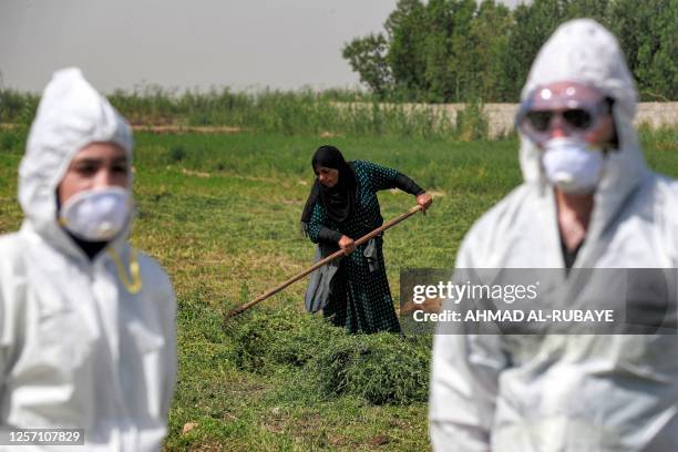Members of a medical team from Iraq's Health Ministry veterinarian department, carrying out a disinfection campaign against the spread of Congo...