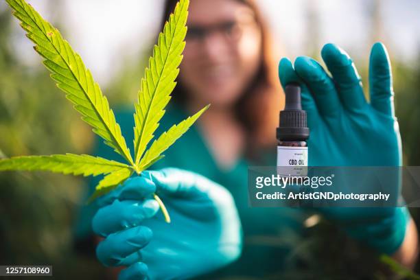 cbd oil, natural cannabis oil, medical marijuana. - cannabis concentrate stock pictures, royalty-free photos & images