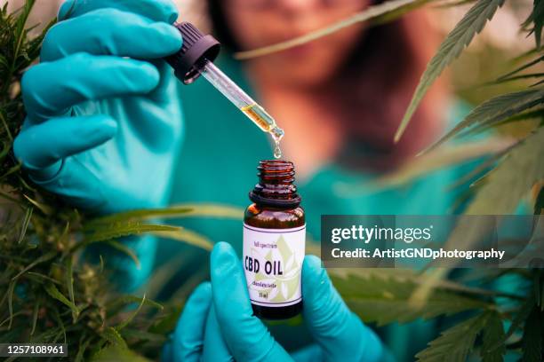 prodotto naturale, olio di cannabis, concetto di marijuana medica, erba medica, mano donna con guanti che tengono bottiglia con olio di cbd nel campo di canapa. - medical cannabis foto e immagini stock