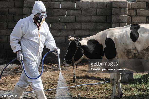 May 2023, Iraq, Baghdad: A veterinary sprays disinfectant at a livestock farm in Baghdad, as Crimean-Congo hemorrhagic fever cases rise in the...