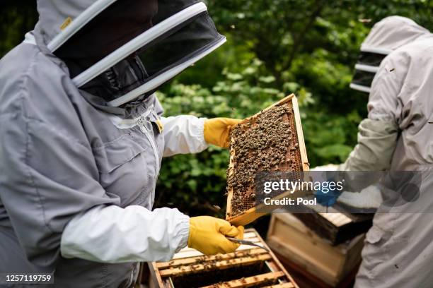 Royal beekeepers Caroline Geheran and John House handle a frame from one of the hives in the gardens of Buckingham Palace on May 18, 2023 in London,...