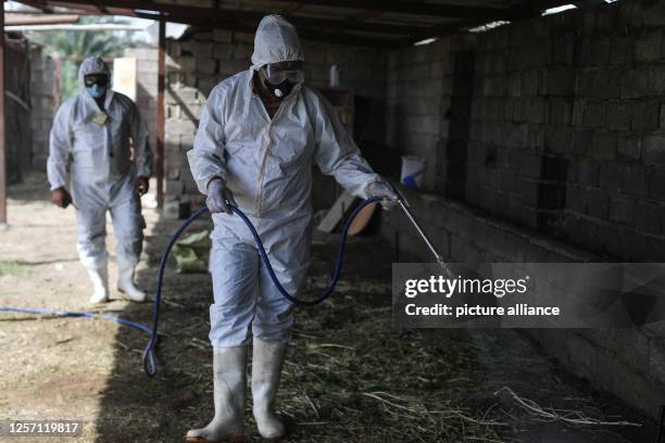 May 2023, Iraq, Baghdad: Veterinaries spray disinfectant at a livestock farm in Baghdad, as Crimean-Congo hemorrhagic fever cases rise in the...