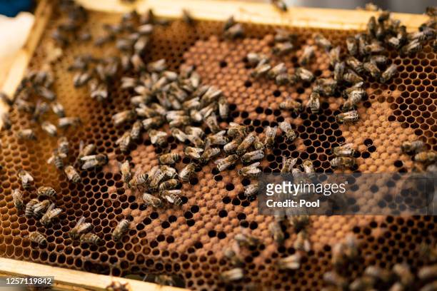 Beekeepers and hives in the gardens of Buckingham Palace on May 18, 2023 in London, England.