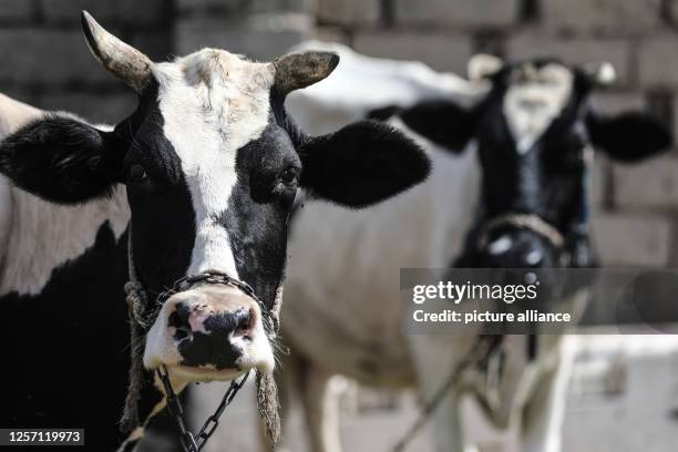 May 2023, Iraq, Baghdad: Cows stand at a livestock farm in Baghdad, where veterinaries are conducting a disinfection campaign amid a rise in the...
