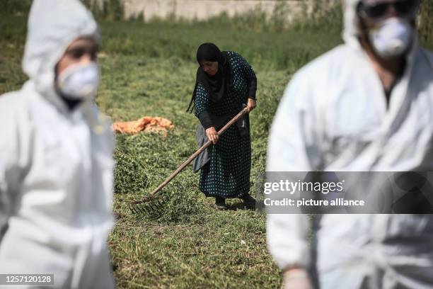 May 2023, Iraq, Baghdad: Veterinaries spray disinfectant at a livestock farm in Baghdad, as Crimean-Congo hemorrhagic fever cases rise in the...