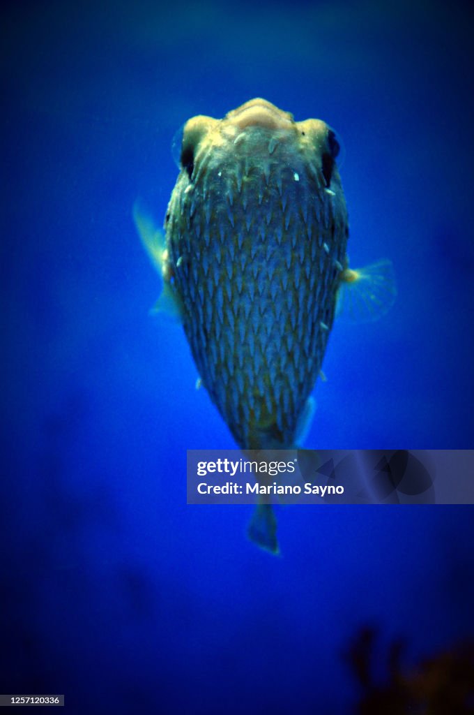 Long-Spined Porcupinefish