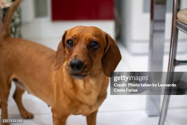 cute dachshund - leonardo costa farias - fotografias e filmes do acervo