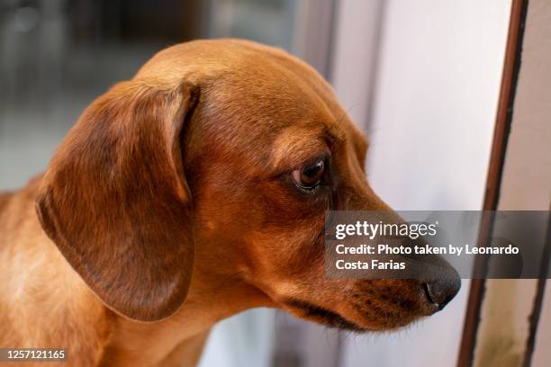 mel, the dachshund - dachshund holiday stock pictures, royalty-free photos & images