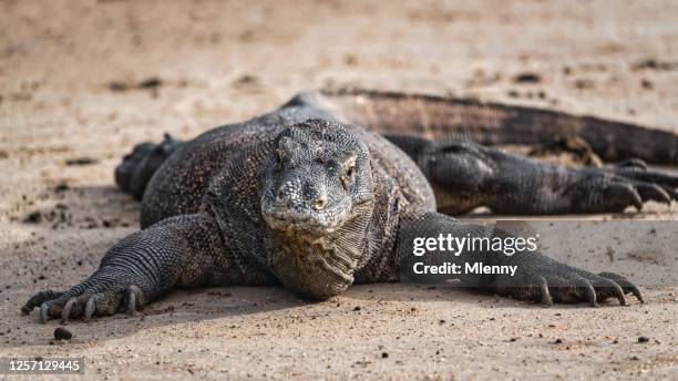 dragón komodo acostado en la playa de vida silvestre panorama rinca isla indonesia - komodo fotografías e imágenes de stock