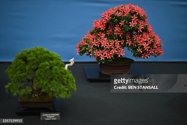 Bonsai trees are seen exhibited by the Federation of British Bonsai Societies on the press day ahead of the 2023 RHS Chelsea Flower Show in London on...
