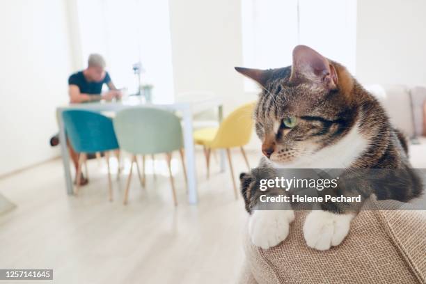 ontspannen in de woonkamer - tabby cat stockfoto's en -beelden