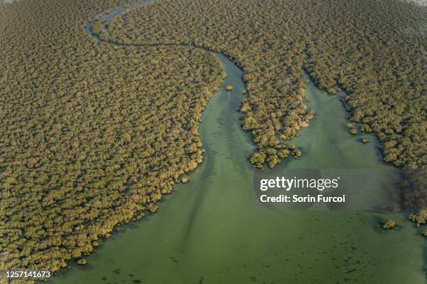 mangrove forest - qatar mangroves stock pictures, royalty-free photos & images