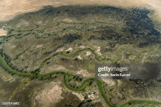 desert wetlands - qatar mangroves stock pictures, royalty-free photos & images