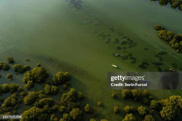 al thakira mangrove - qatar mangroves stock pictures, royalty-free photos & images